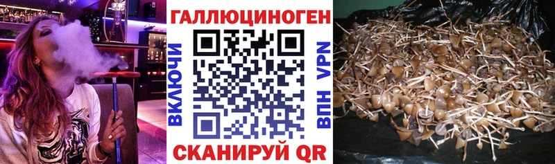 где можно купить   Болгар  Галлюциногенные грибы Psilocybine cubensis 